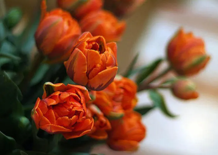 Hotel Du Cheval Blanc